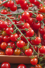 Charger l&#39;image dans la galerie, Plants de Tomate individuel pot 10,5
