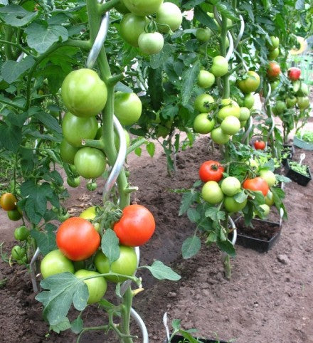 Tuteur Tomates spiral 1,80m